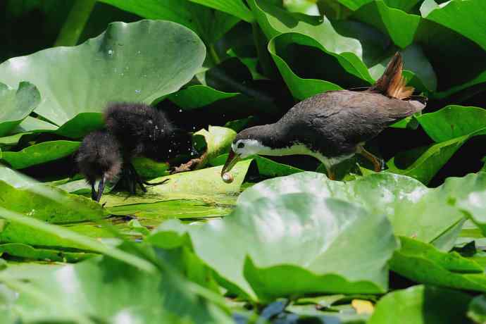 碧波芙蕖间的白胸小秧鸡