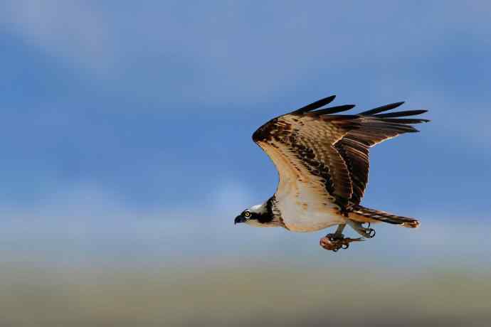 鹗（Pandion wbrhaliaetus）鈥斺斏阌谝把己