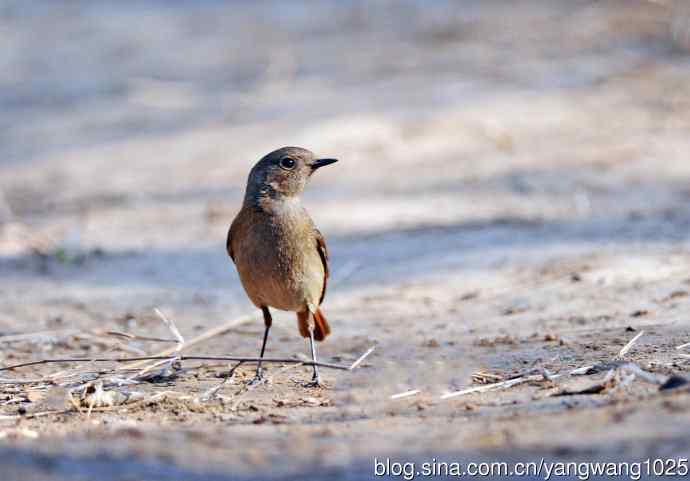 北京天坛公园的鸟类——雌性北红尾鸲（7）