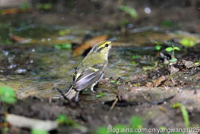 黄腰柳莺(4) 黄腰柳莺(4)