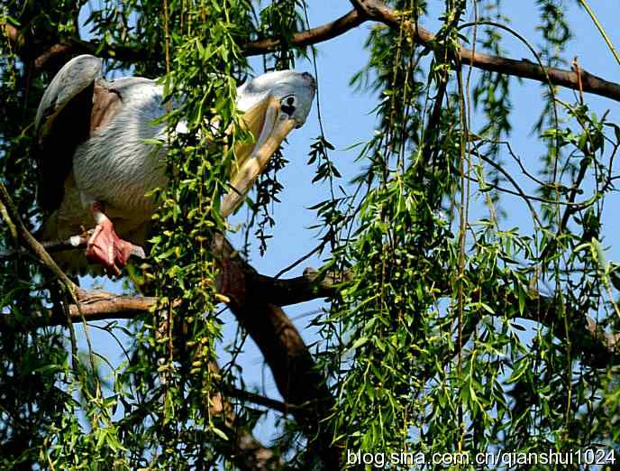 大鹈鹕上树.翠湖湿地 大鹈鹕上树.翠湖湿地