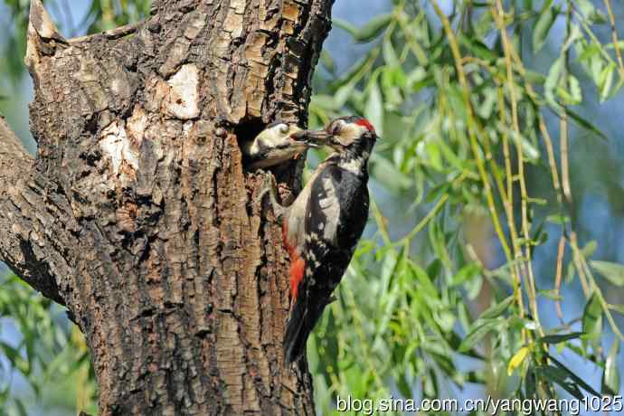 父子情深的大斑啄木鸟（1）