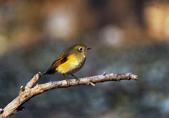 雌性红胁蓝尾鸲（10）