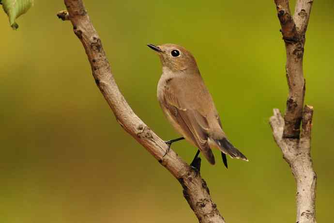 【综合】蓝歌邀宠 wbr五喉闹秋