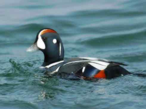 雁鸭之最之六（丑鸭、秋沙鸭、花脸鸭、针尾鸭）