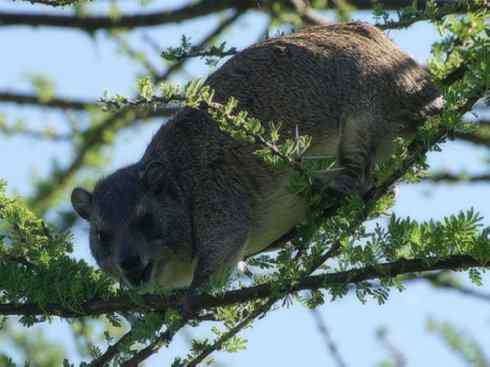 动物世界:山寨还是原创之十 动物世界:山寨还是原创之十