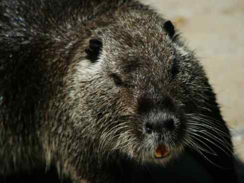 动物世界：山寨还是原创之十四