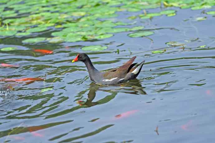 北京将府公园的鸟类——黑水鸡