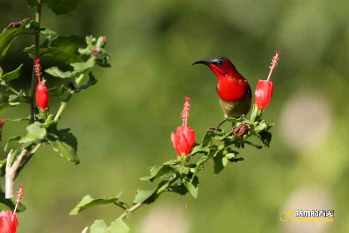 西双版纳拍鸟：黄腰太阳鸟