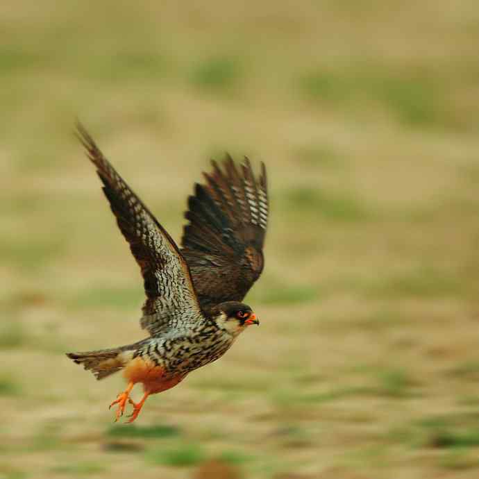 阿穆尔与燕隼（康西草原）
