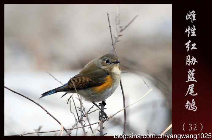 雌性红胁蓝尾鸲（32）