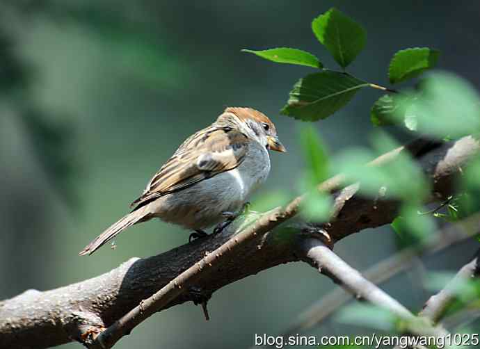 北京天坛公园的鸟类——麻雀