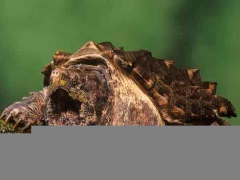 玄武：传说的兽原型探秘（鳄龟）