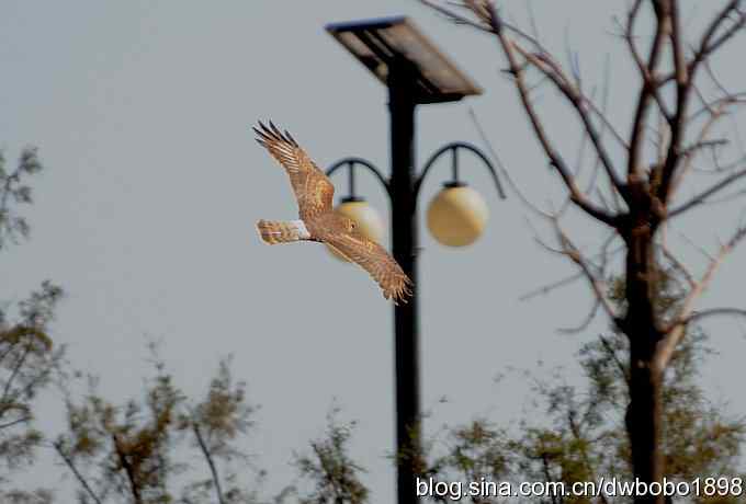 菩提岛：人文景观和观鸟基地