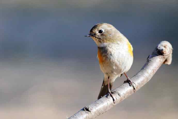 雌性红胁蓝尾鸲（41）