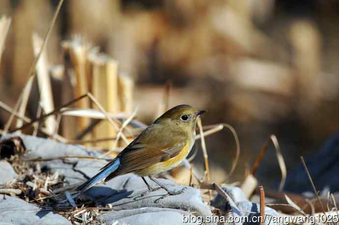 雌性红胁蓝尾鸲（29）