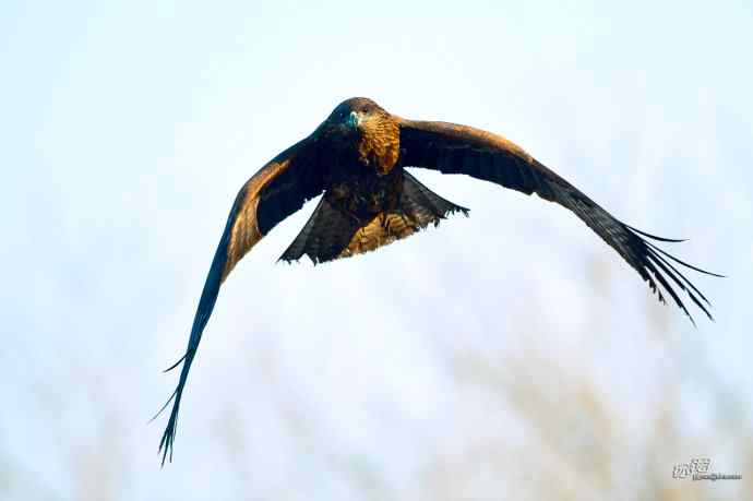 滞留在北方的黑耳鸢 滞留在北方的黑耳鸢