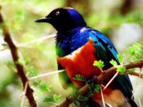 美丽无罪：雀鸟之辉椋鸟