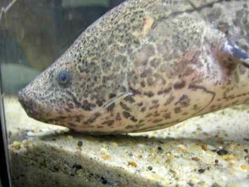 鱼类活化石：非洲肺鱼