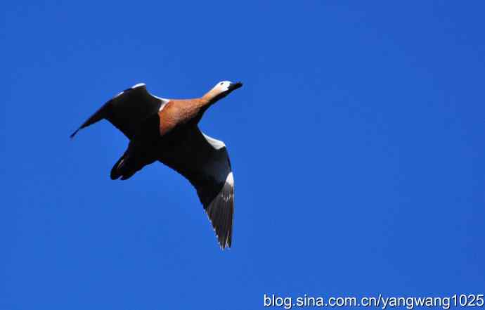 飞 wbr(赤麻鸭) wbr1 飞 wbr(赤麻鸭) wbr1