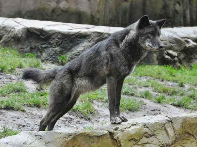 犬科:犬亚科犬属之郊狼、红狼 犬科:犬亚科犬属之郊狼、红狼