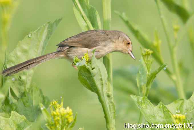 跳跃于菜花间的小精灵——褐头鹪莺（组图）