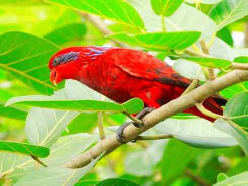 极品红色鸟类：红色吸蜜鹦鹉