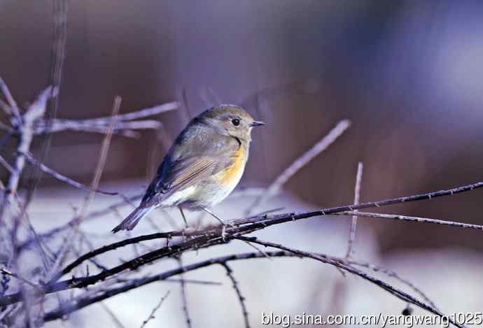 雌性红胁蓝尾鸲(36)