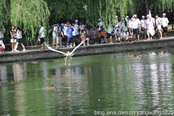 明星（鹈鹕大白）