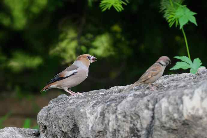 锡嘴雀与大山雀