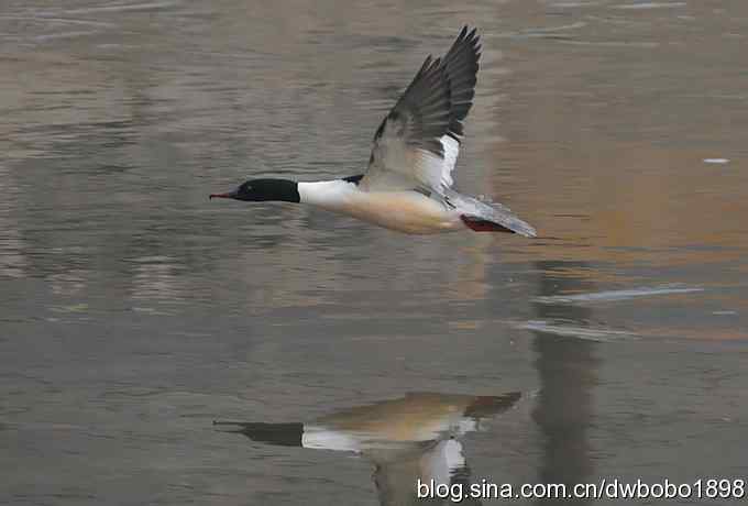 鸟友再聚白河湾 鸟友再聚白河湾