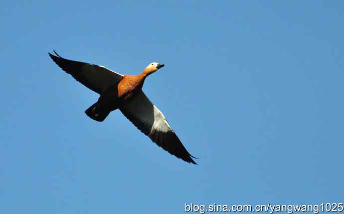 飞 wbr(赤麻鸭) wbr1 飞 wbr(赤麻鸭) wbr1