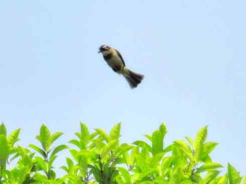 家禽驯化之源之三十（红耳鹎、领雀嘴鹎）