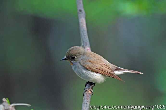 雄性红喉姬鹟（14）