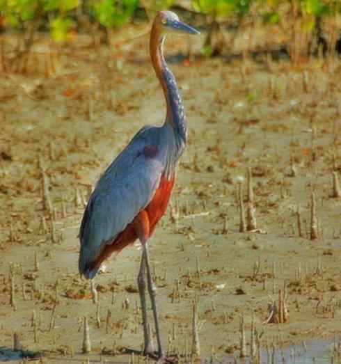 天生猎手：非猛禽类猎手之六（重量级的杀手——大型鹭鸟）