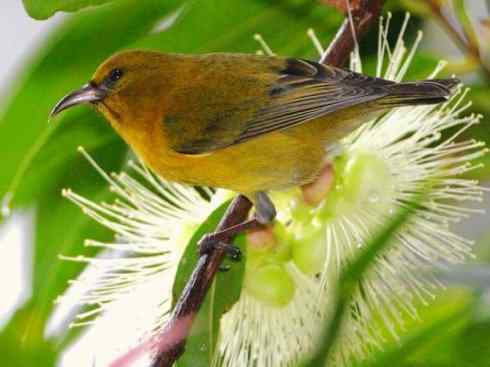 极品红色鸟类：镰嘴管舌鸟