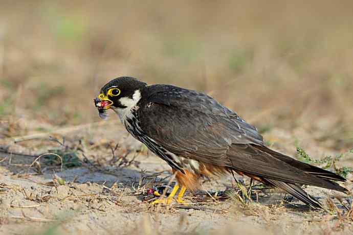 弱肉强食（杀戮吞噬篇）