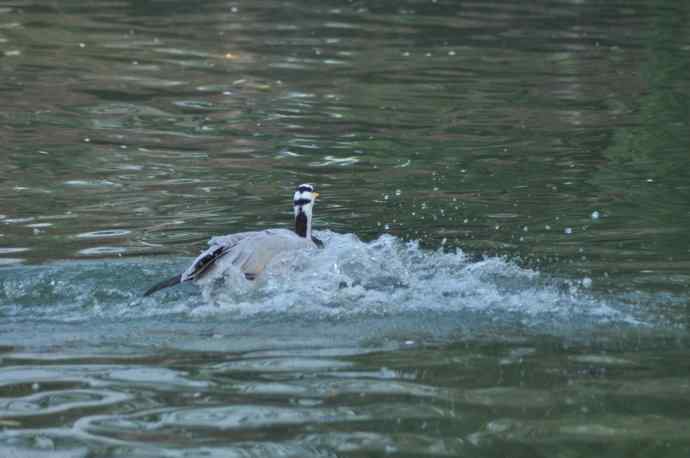 白天鹅、斑头雁