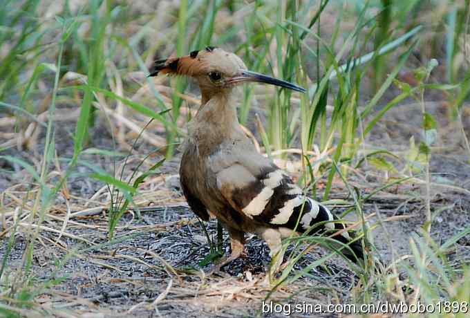 天坛公园里的鹊少和戴格格