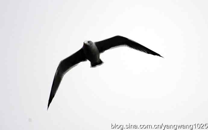 雨前、雾中拍水禽（十月十日杂片纪实）