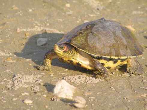 玄武：传说的兽原型探秘（潮龟）