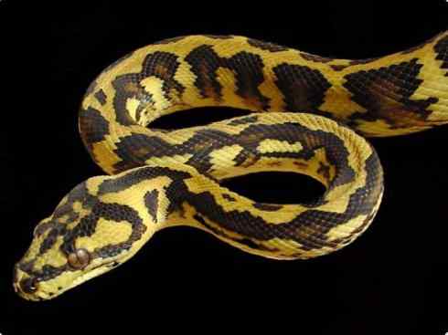 龙：传说的兽原型探秘（树蟒类）