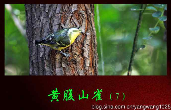 黄腹山雀（7）