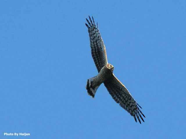 厚道的白尾鹞可以有