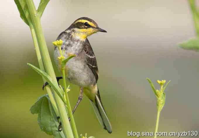 深港拍鸟新纪录（14）鈥斺敾汽n鸰（组图）