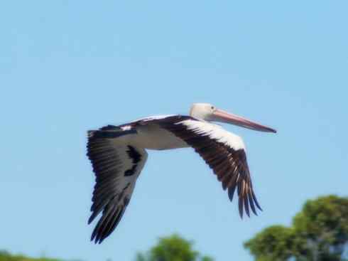 白头鸟系列：另类的美丽10（海鸥）