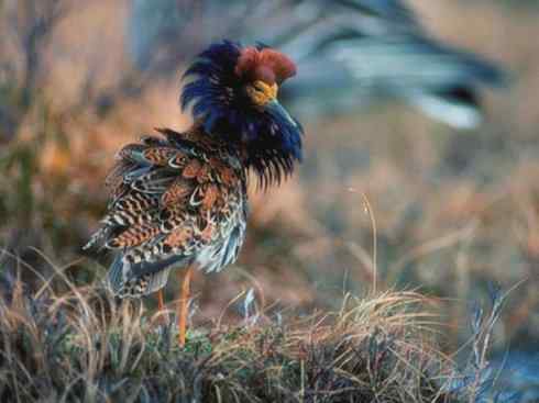 鸟类之最：斑尾滕鹬