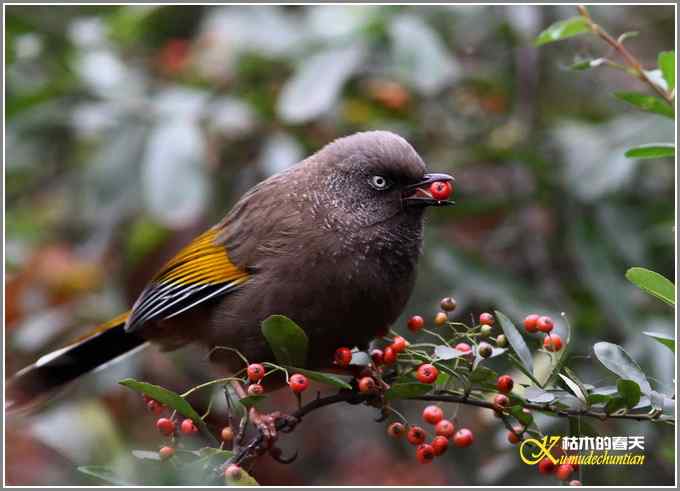噪鹛系列之二：橙翅噪鹛【照片】