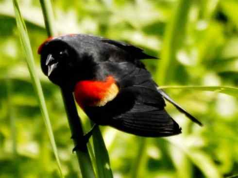 雀鸟也彪悍:小鸟也疯狂(红翅黑鹂) 雀鸟也彪悍:小鸟也疯狂(红翅黑鹂——拟鹂科的战斗种族)