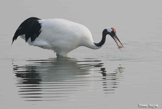湿地之神：丹顶鹤
